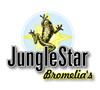 JungleStar Bromelia's